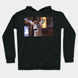 Bright eyes - White-tailed Deer Hoodie